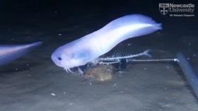 Snailfish