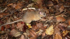 Key Largo Woodrat 