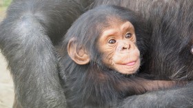 Chimpanzee