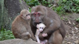 YeHong-Tibetan Macaque