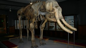 Woolly Mammoth