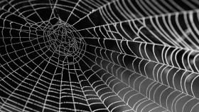 Spider Web