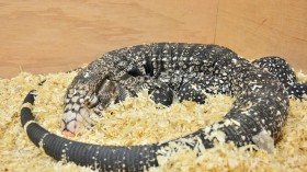 Argentine Tegu 