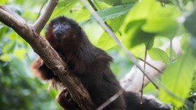 Red Titi Monkey