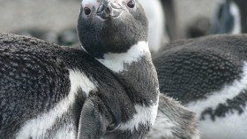 Magellanic Penguin