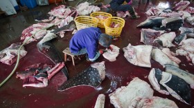 shark slaughterhouse 