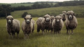 Bluetongue infected in mainly sheeps