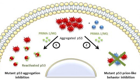 PRIMA-1 Effects