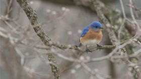 Bluebird in the Tree with Blossoms