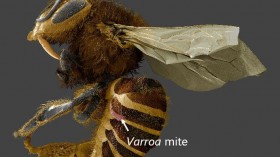 Varroa-on-Bee