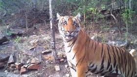 Tiger from WILDLIFE CONSERVATION SOCIETY