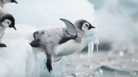 Emperor Penguin Chick