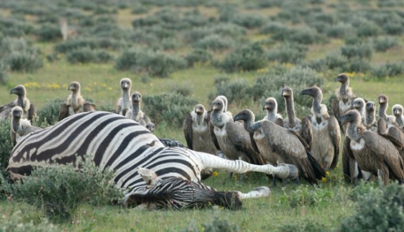 Vultures gather at a zebra carcass (