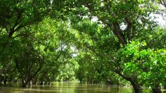 This is a mangrove forest in Sonneratia alba, Capiz, Philippines.