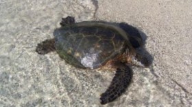 Overexploitation of the green turtle in the Cayman Islands caused the disappearance of nesting populations.