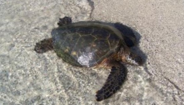 Overexploitation of the green turtle in the Cayman Islands caused the disappearance of nesting populations.