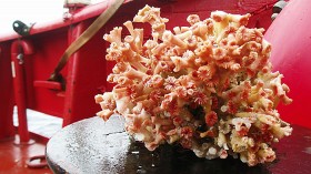 Coral from the newly discovered reef off Greenland.