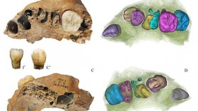 Xujiayao maxilla