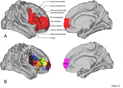 Study of Human and Monkey Brains Reveals Surprising Similarity Yet