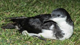 Juvenile Newell's Shearwater