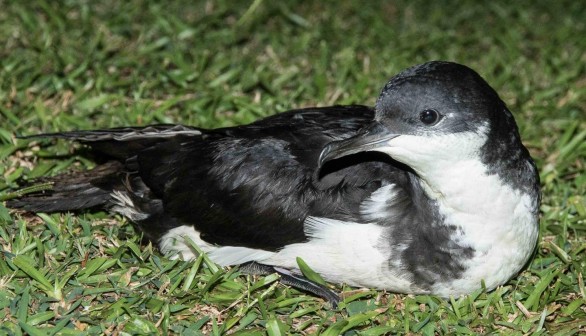 Juvenile Newell's Shearwater