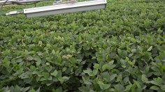 Soybeans Under Heaters