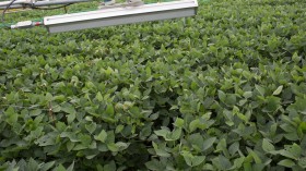 Soybeans Under Heaters