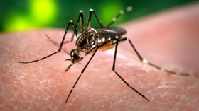 Image of the yellowfever mosquito Aedes aegypti