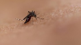 Bite by an Aedes mosquito. This species transmits dengue and Zika.