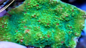 The Green Fluorescence Emitted by Corals (IMAGE)