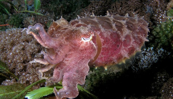 cuttlefish 