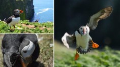 Pictures Depicting 3 Different Tasks (Display, Preening and Feeding) by the Atlantic Puffin (IMAGE)