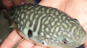 What Makes the Deadly Pufferfish so Delectable