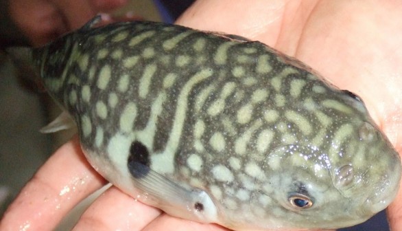 What Makes the Deadly Pufferfish so Delectable