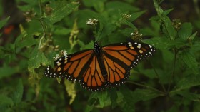 Monarch Butterfly