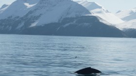 Humpback Whales' Songs Associated with Subarctic Feeding Areas Are Complex, Progressive