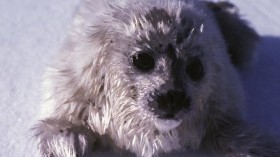 A ringed seal pup, still covered in its white baby fur, lies exposed on the sea ice.