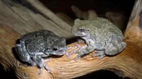 Gray Tree Frog and Cope's Gray Tree Frog 