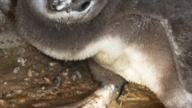 Penguin Chick with Wet Feet in Burrow