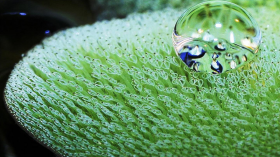 Aquatic Fern Salvinia molesta (IMAGE)