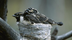 Grown Willie Wagtail Nestlings