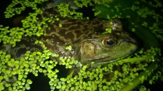 American Bullfrog