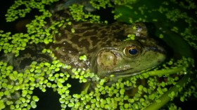 American Bullfrog