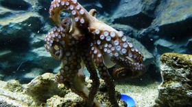 Octopus-vulgaris