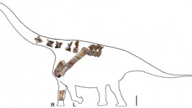 Yongjinglong datangi, was between 50-60 feet long, a medium size for a Titanosaur. 