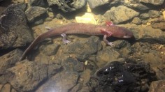 The largest specimen of Berry Cave Salamander measures 9.3 inches.