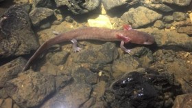 The largest specimen of Berry Cave Salamander measures 9.3 inches.