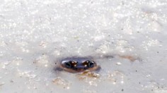 Cascades Frog