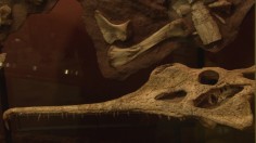 The fossilized head of crocodile-like “swamp monster” from the Triassic period is a new species of phytosaur,