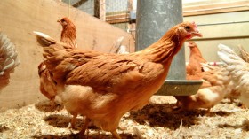 Hens that Lay Human Proteins in their Eggs Offer Future therapy Hope